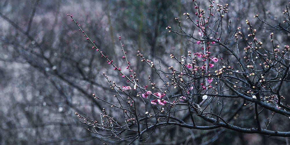 Весеннее цветение сливы в провинции Чжэцзян