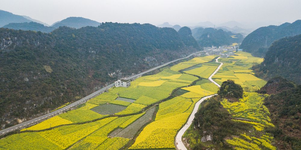 Цветущие рапсовые поля на юго-западе Китая