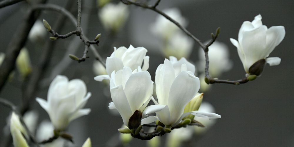 Весенние цветы в различных районах Китая