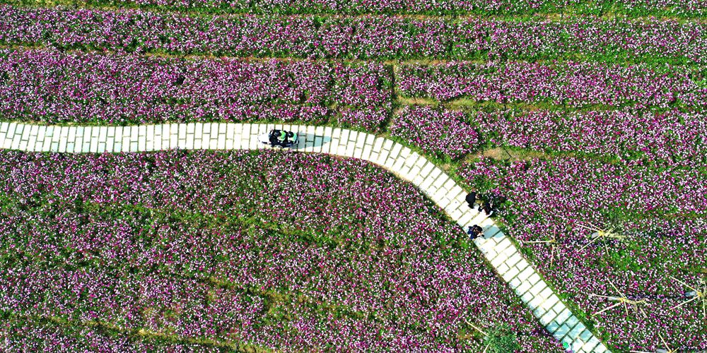 Цветущие поля в городе Наньнин
