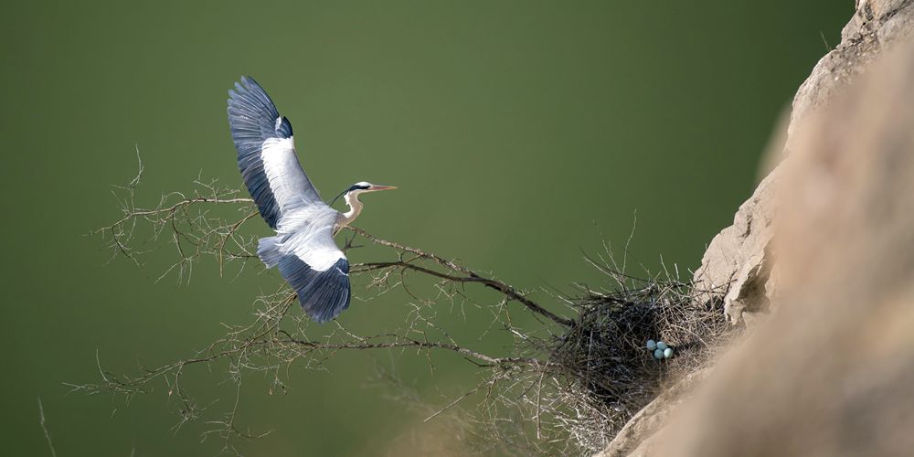 Сезон гнездования у цапель в уезде Пинлу