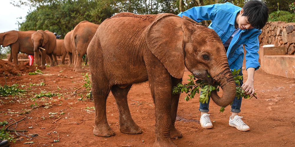 Китайский певец и актер Ван Цзюнькай посетил сиротский приют африканских слонов в Кении