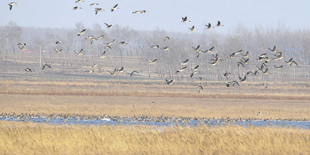 Перелетные птицы на озере Волунху