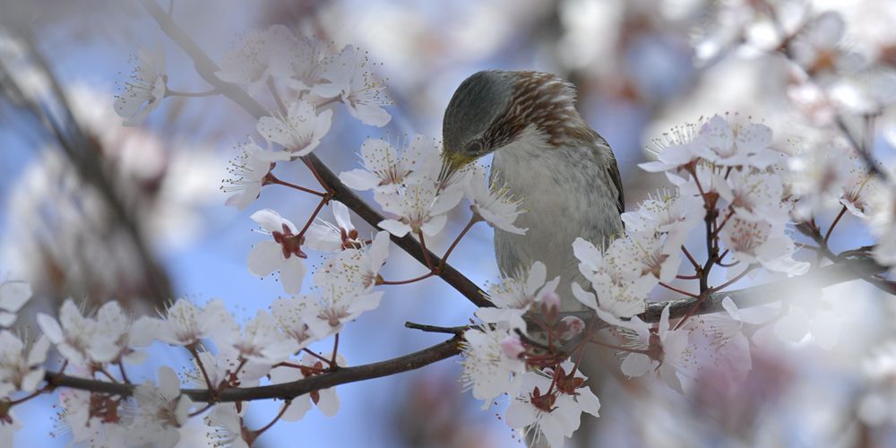 Изящный дуэт птиц и цветов на юго-западе Китая