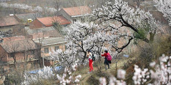 Цветущий абрикос в провинции Шэньси