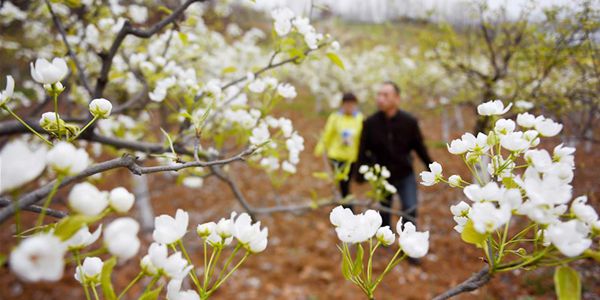 Провинция Шэньси окутана ароматом цветущих груш