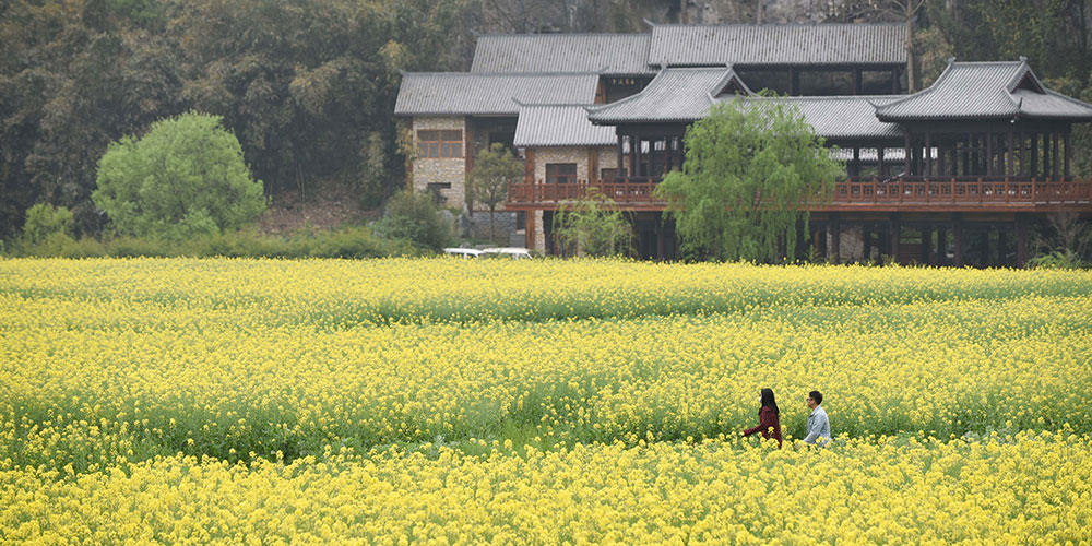 Цветущий рапс в провинции Гуйчжоу