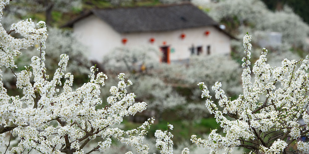 Цветущий сливовый сад в уезде Цзыгуй