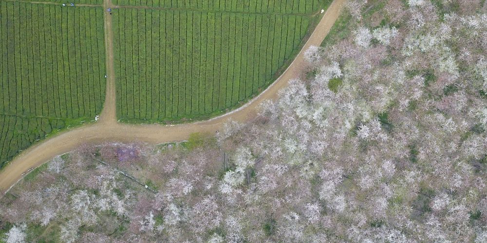 "Заснеженные" кроны цветущих вишен в провинции Гуйчжоу