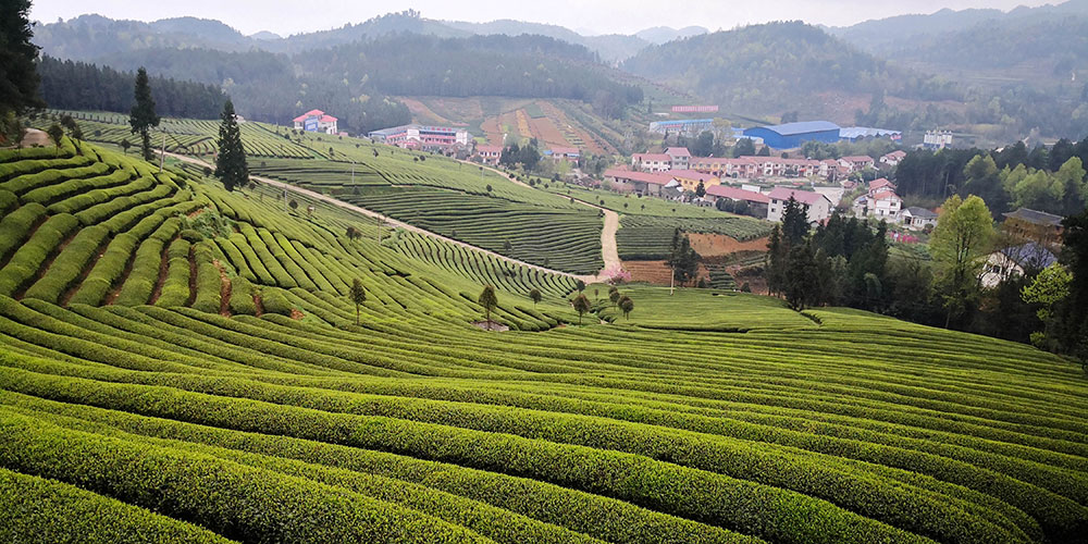Сбор и производство "доцинминских" чаев в уезде Юйцин