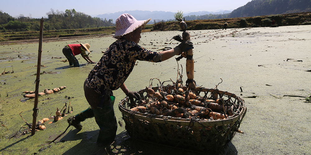 Высаживание корневищ лотоса в провинции Хунань