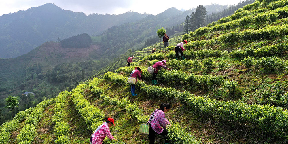 Сбор весеннего чая в горах уезда Гунчэн