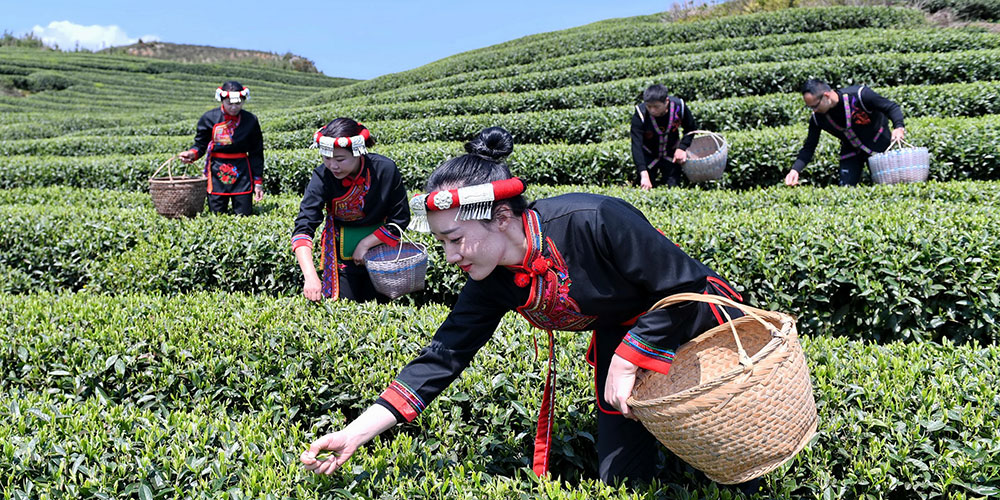 Чайный аромат над провинцией Фуцзянь