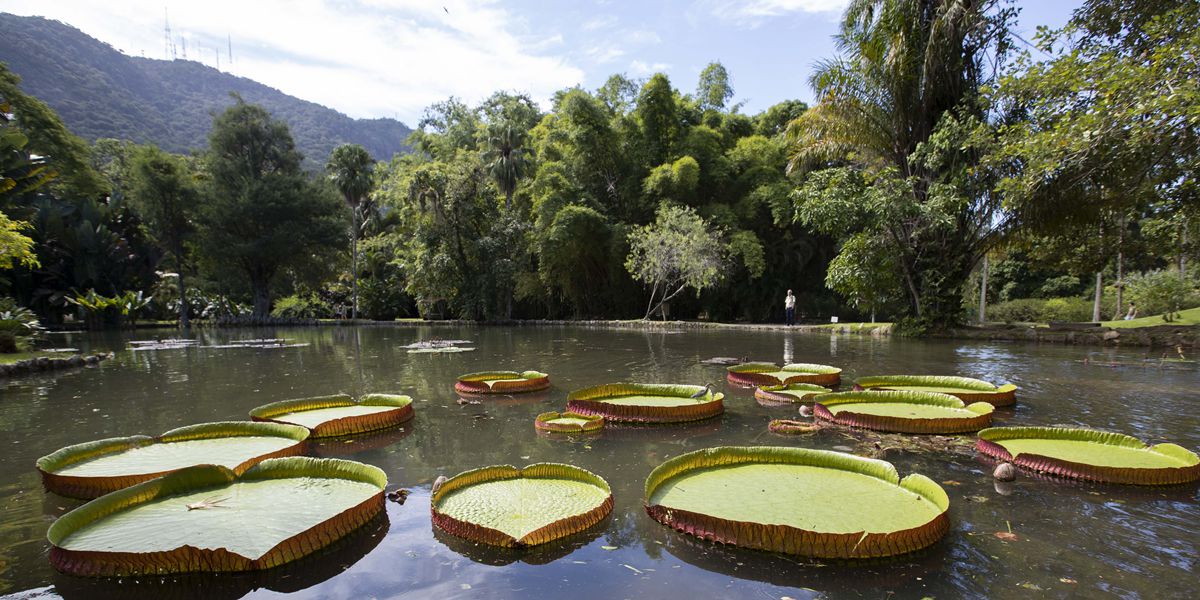 Тур по ботаническим садам мира -- Ботанический сад Рио-де-Жанейро