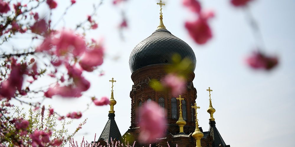 Столетняя церковь среди весенних цветов в Харбине