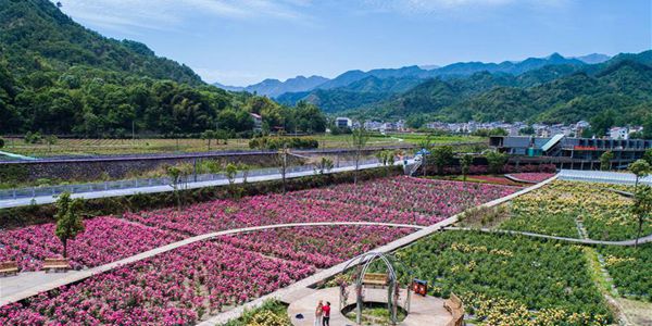 Сад роз на востоке Китая