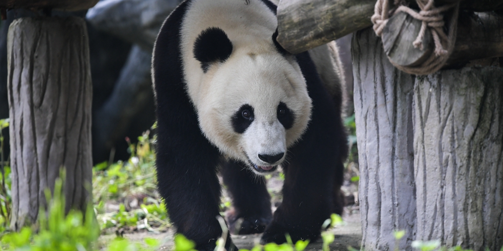Две больших панды вернулись в Китай из США