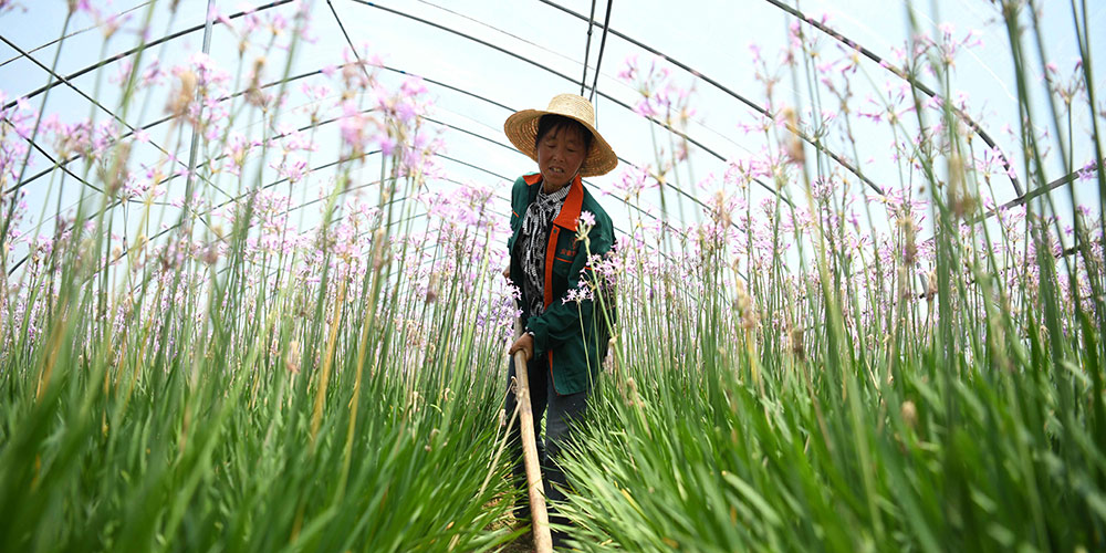 Выращивание цветов в поселке Тунъян провинции Аньхой