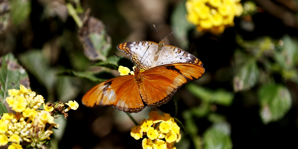 Выставка бабочек проходит в Лос-Анджелесе