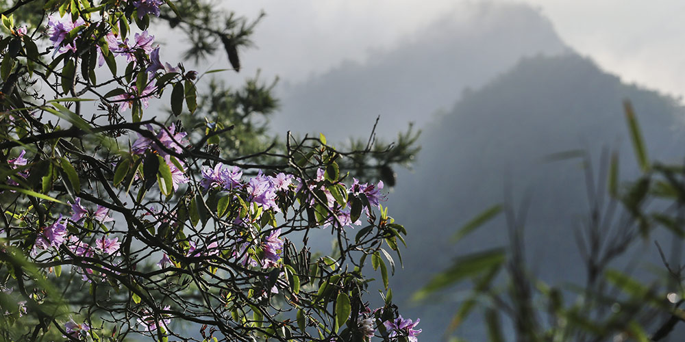 Горный лес после дождя в провинции Шэньси