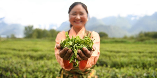 Чайные плантации в Тибете