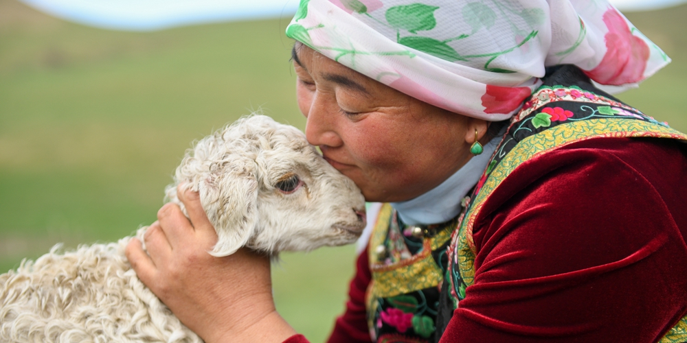 Кочевая жизнь скотоводов в степях Внутренней Монголии