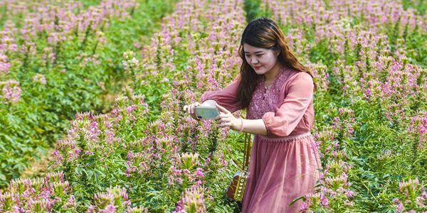 В провинции Хэбэй красивоцветущая клеома восхитила туристов своим пьянящим ароматом