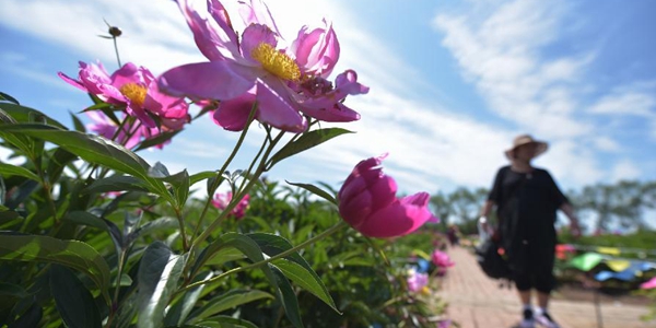 Цветущие пионы молочноцветковые в провинции Хэйлунцзян