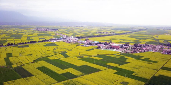 Цветущие рапсовые поля в провинции Ганьсу