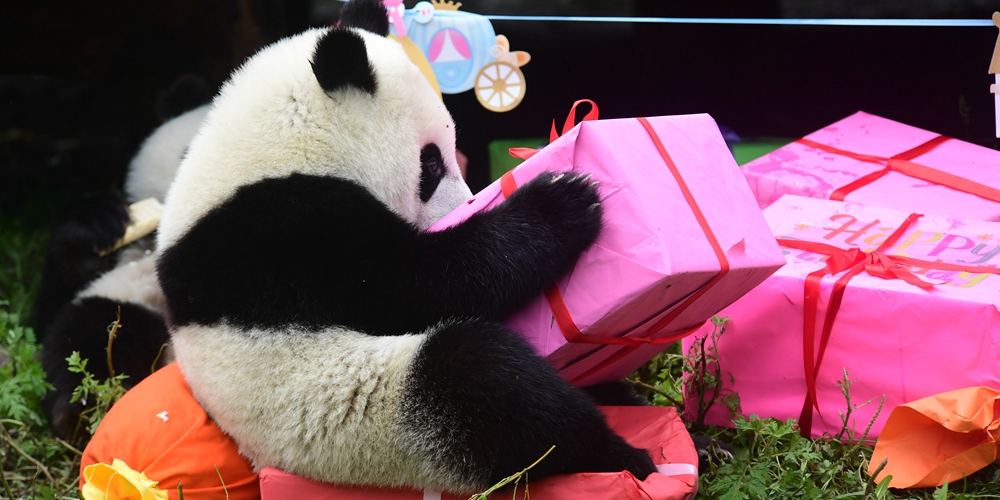 18 детенышей панды отметили день рождения в китайской провинции Сычуань
