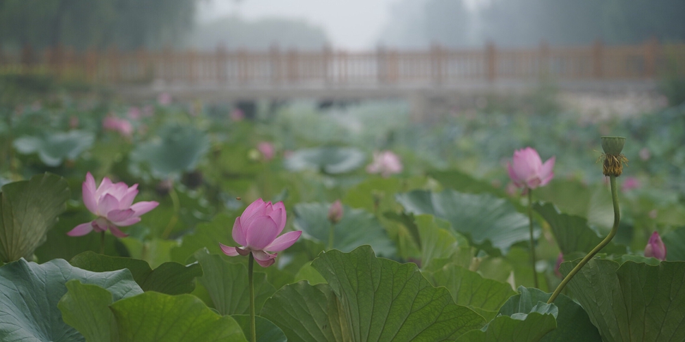Живописность бурноцветущих лотосов на озере Байяндянь