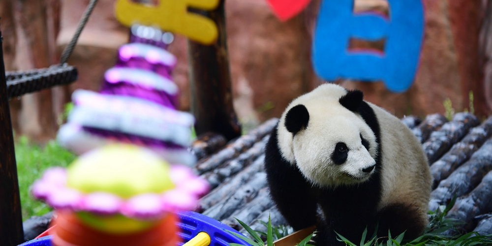 Большая панда-самка "Чусинь" отметила свой третий день рождения