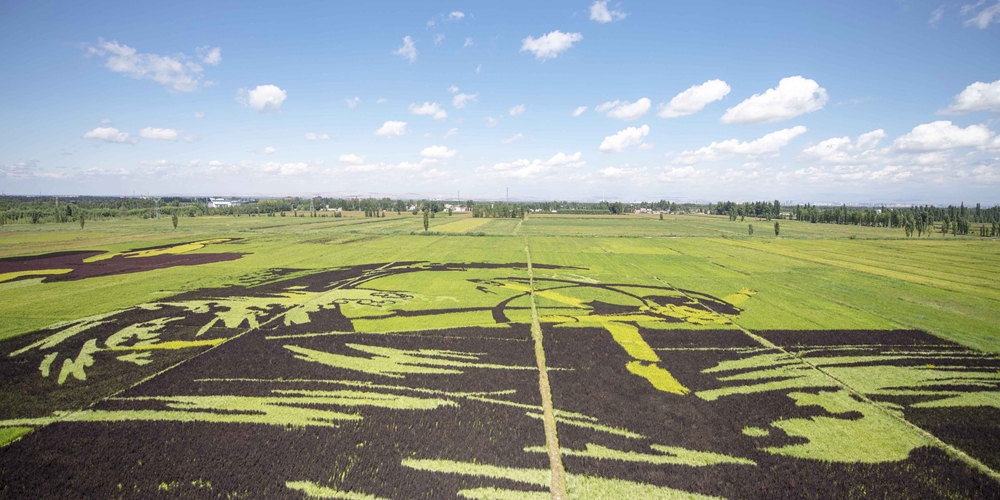 Картины на рисовых полях в Синьцзяне