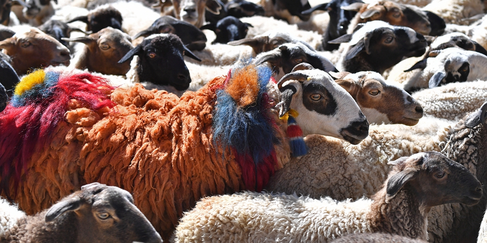 Традиционный подсчет поголовья овец прошел в Тибете