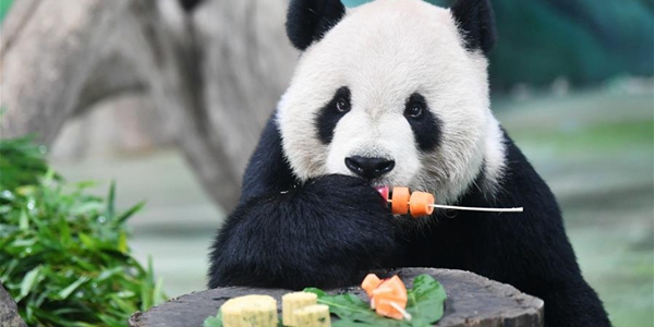 Тайбэйский зоопарк приготовил лунные пряники для больших панд по случаю Праздника середины осени