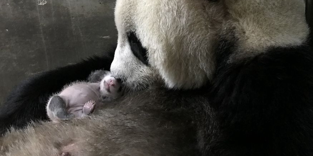 В китайской провинции Шэньси панда Лоушэн успешно родила еще одного детеныша