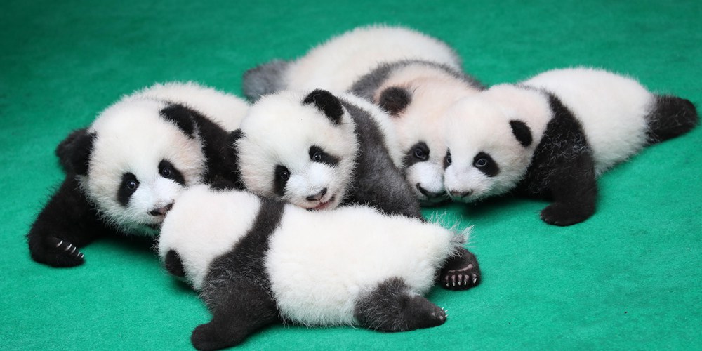 В г. Чэнду общественности представили семь детенышей больших панд
