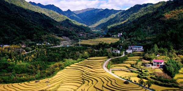 Золотые рисовые поля в провинции Шэньси