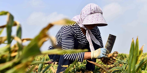 Богатый урожай имбиря порадовал крестьян в провинции Шаньдун