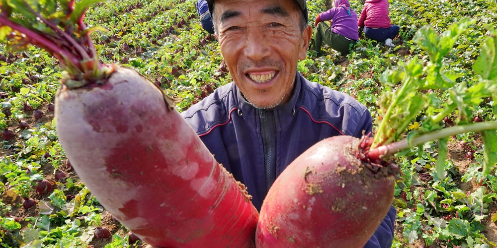 Луаньчжоу на севере Китая: большие урожаи редиса