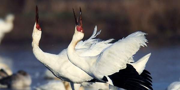 Белые журавли прилетели зимовать на крупнейшее в Китае пресноводное озеро Поянху