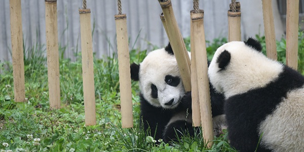 Общемировое количество содержащихся в неволе панд выросло до 600