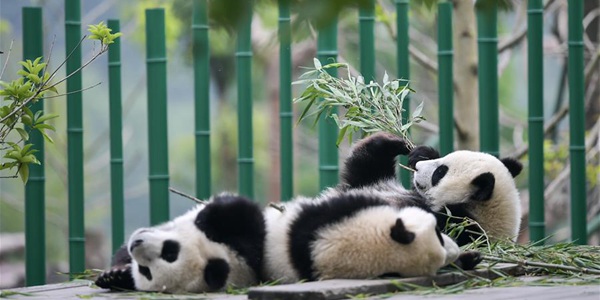 Количество содержащихся в неволе больших панд в мире составляет 600 особей