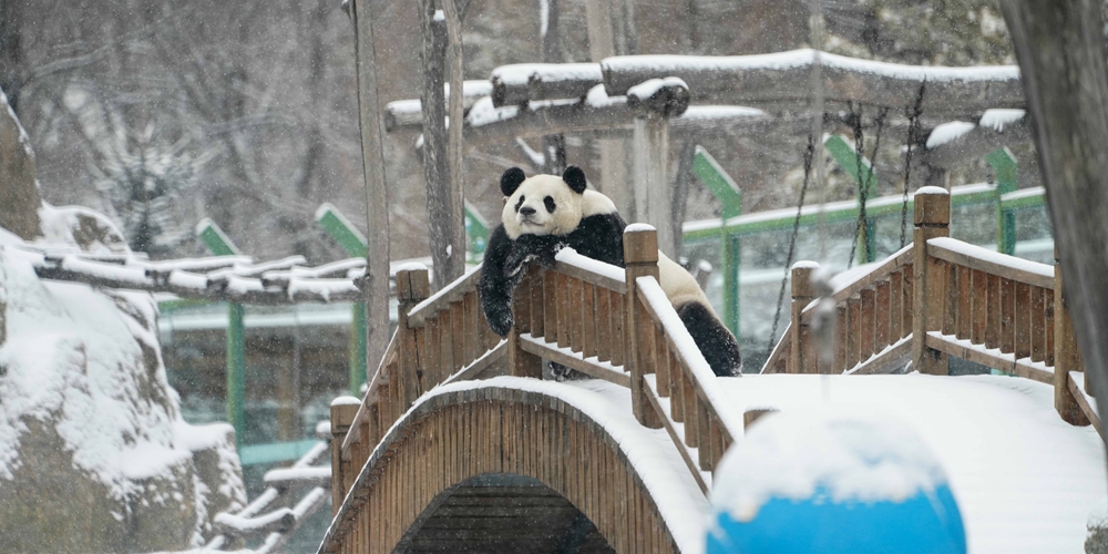 Самка большой панды Сыцзя встречает новую снежную зиму в провинции Хэйлунцзян