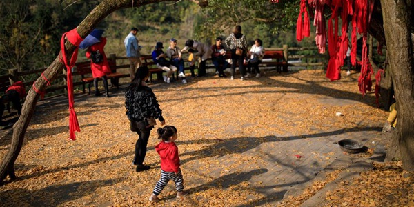 Осенние листья деревьев гинкго в горной деревне в провинции Гуйчжоу