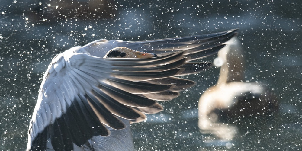 Зимовка птиц в Лхасе
