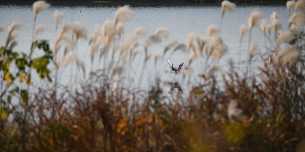 Танец птиц над озером Чаоху