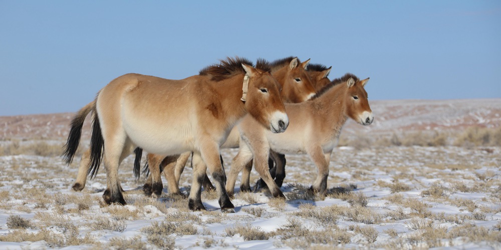 В Синьцзяне пользуются спутниковыми технологиями для мониторинга условий жизни диких лошадей Пржевальского