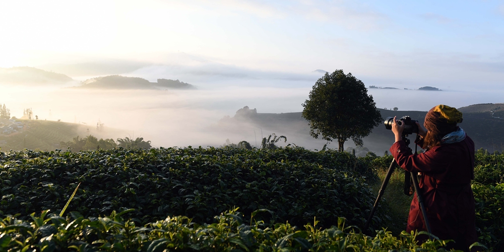 Очаровательная дымка над чайными плантациями в провинции Юньнань