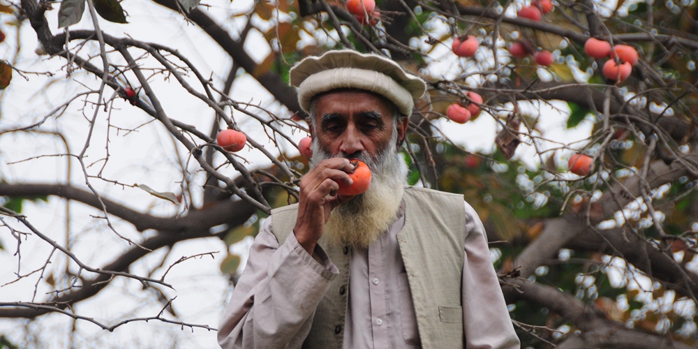 В Пакистане созрел урожай хурмы